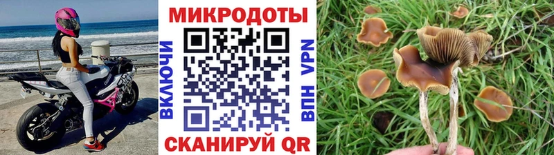 Псилоцибиновые грибы Psilocybine cubensis  Заречный 
